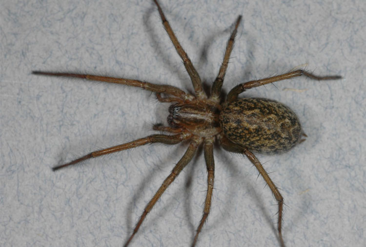 Hobo Spider