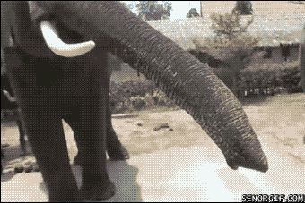 Un elefante bastante astuto