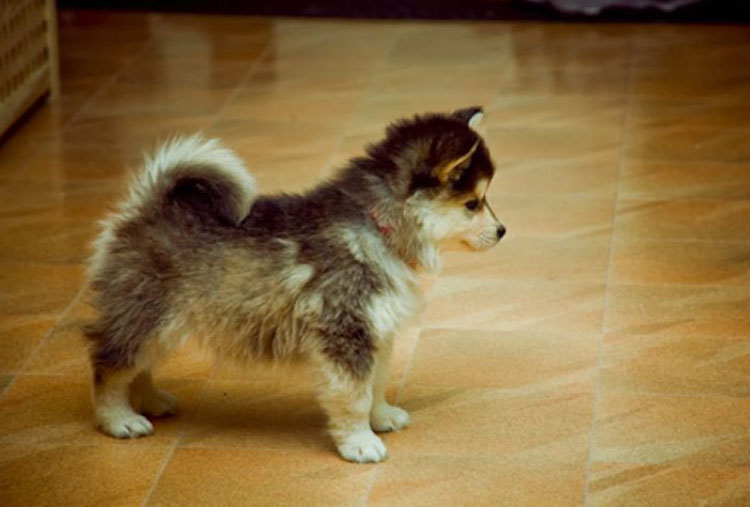 Pomeranian y Siberian Husky