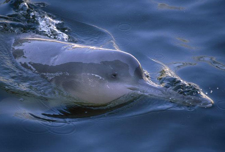 Baiji o Delfín chino de río