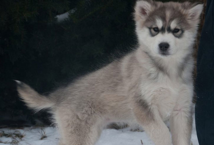 Alaskan Malamute y Siberian Husky