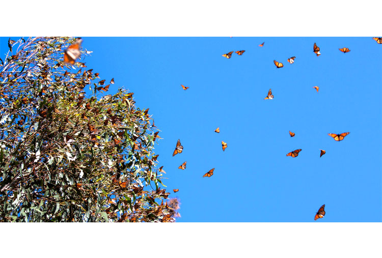 Migración de mariposas monarca