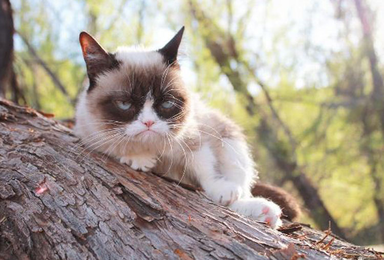 Grumpy Cat (@realgrumpycat)