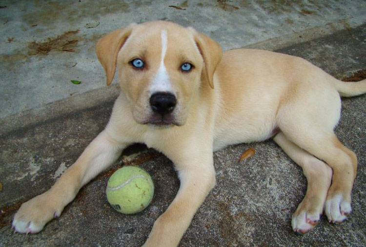 Labrador y Siberian Husky