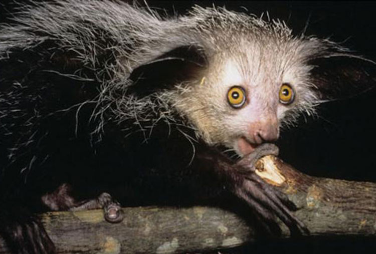 Aye-Aye