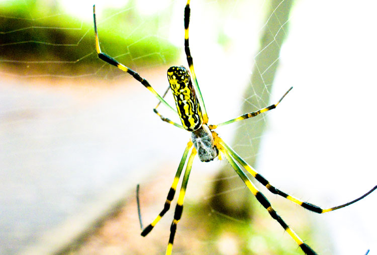 Nephila clavata