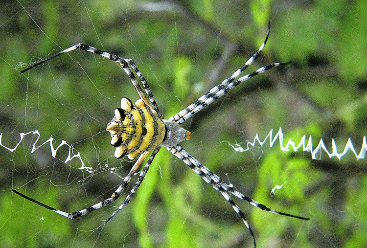 Argiope aetherea