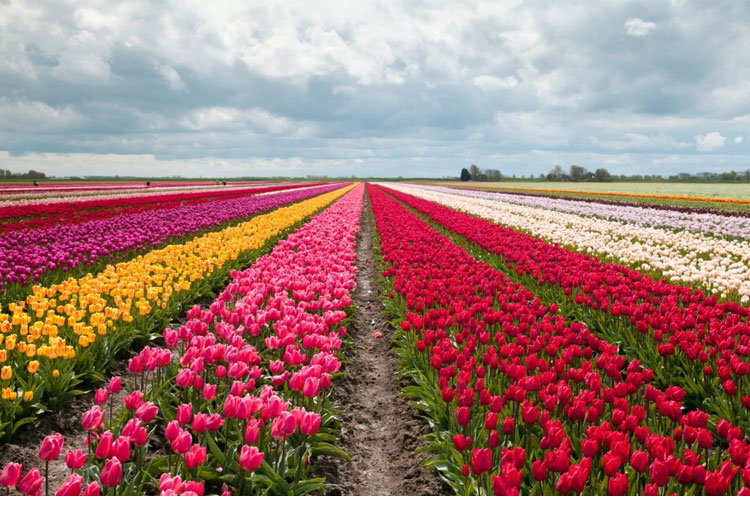 Campos de Tulipanes