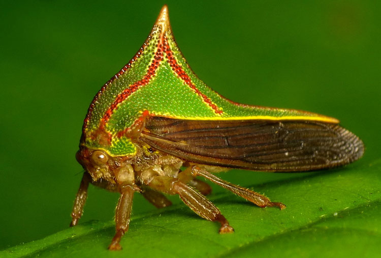 Umbonia Spinosa