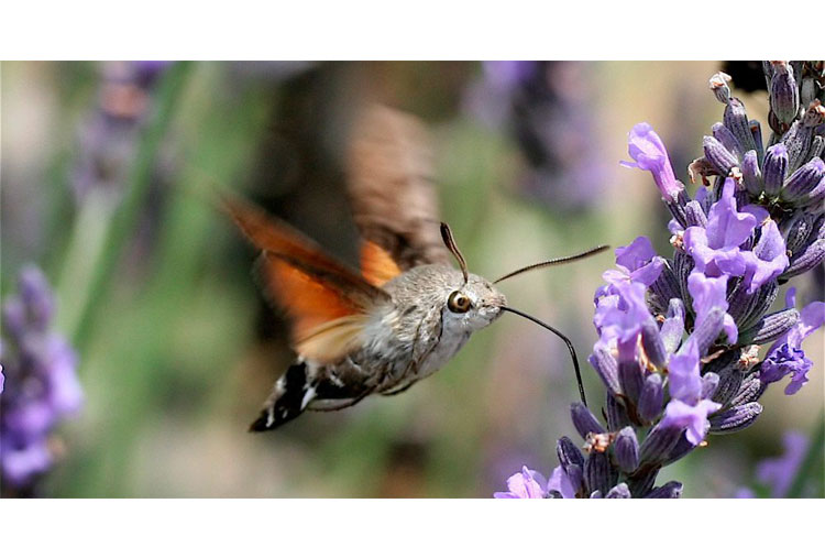 Mariposa colibrí