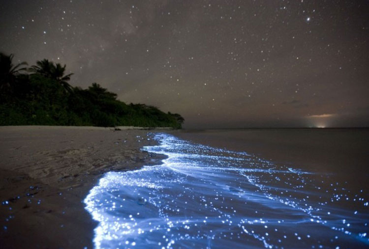 Olas Fluorescentes, Isla Vaadhoo