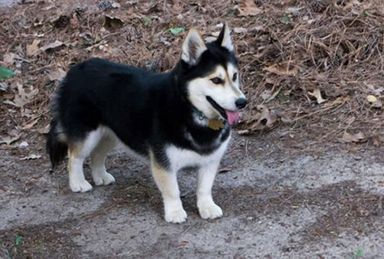 Corgi y Siberian Husky