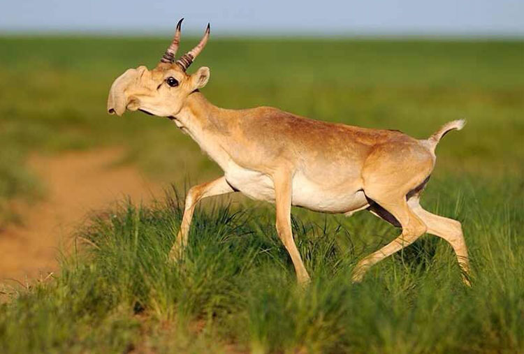 Saiga