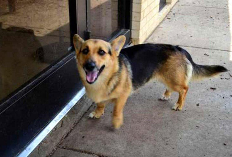 Pastor alemán y Corgi