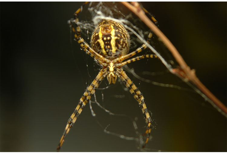 Araña leopardo