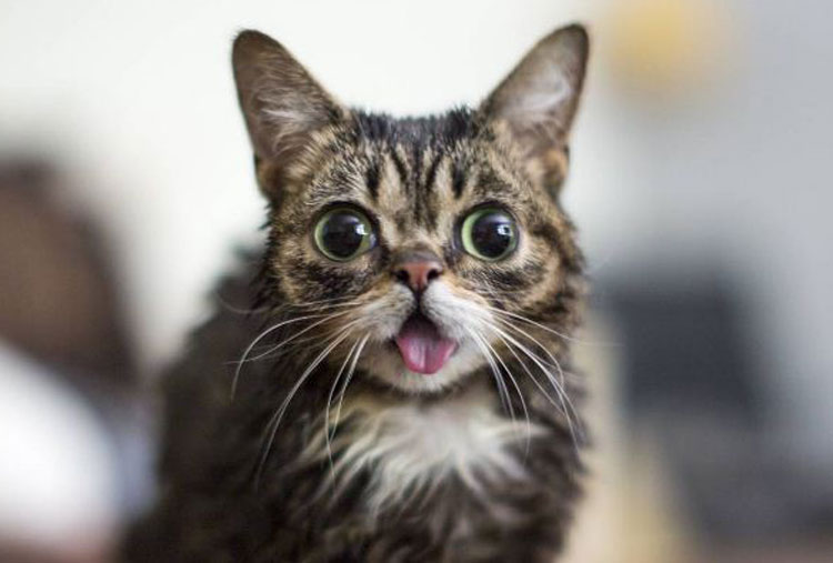 Lil Bub (@iamlilbub)