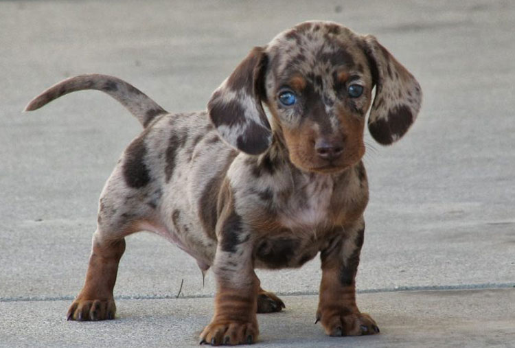 Dachshund y Dálmata