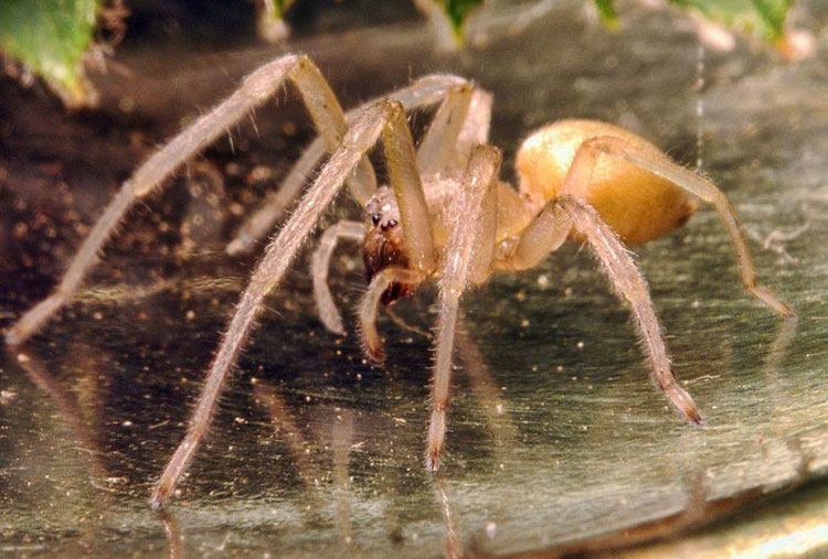 Araña de saco