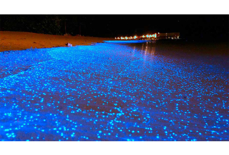 Playa fluorescente, Islas Maldivas