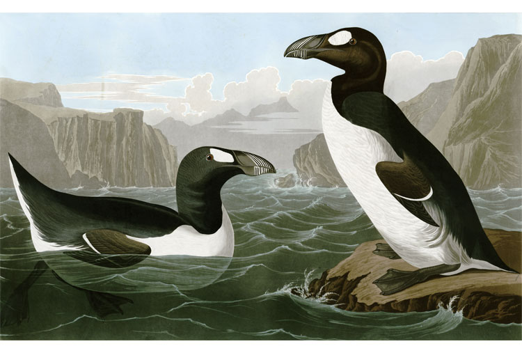Alca Gigante (Pinguinus impennis)