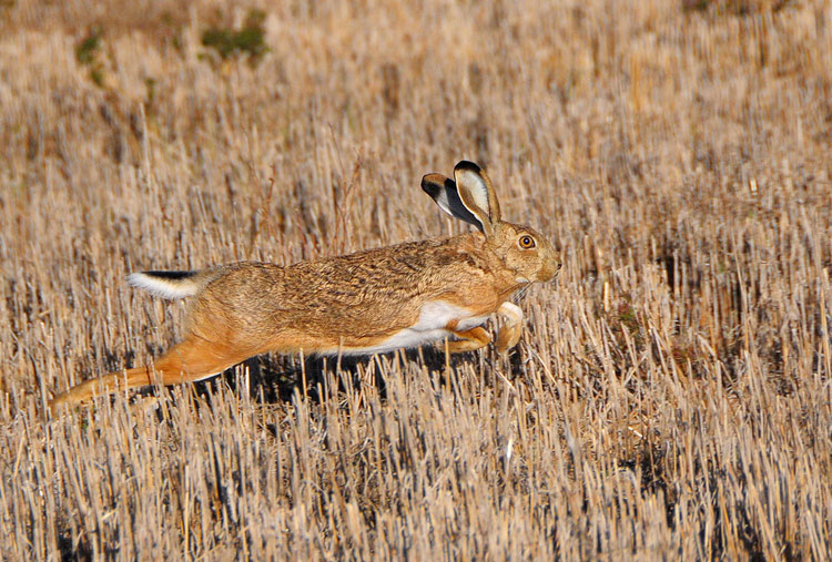 Liebre Hare