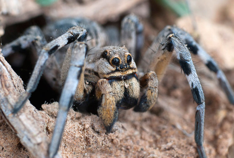 Araña lobo