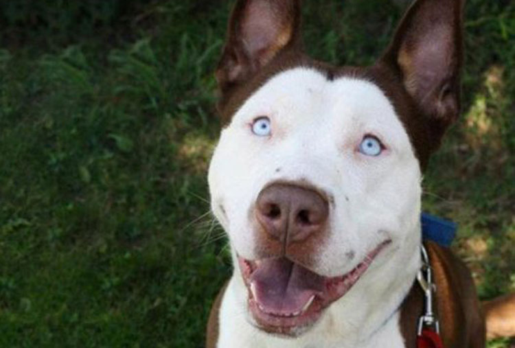 Pitbull y Siberian Husky