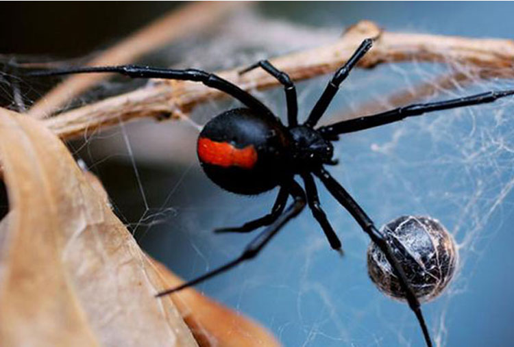 Araña espalda roja