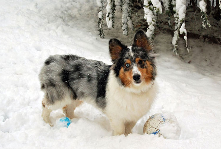 Sheltie y Corgi