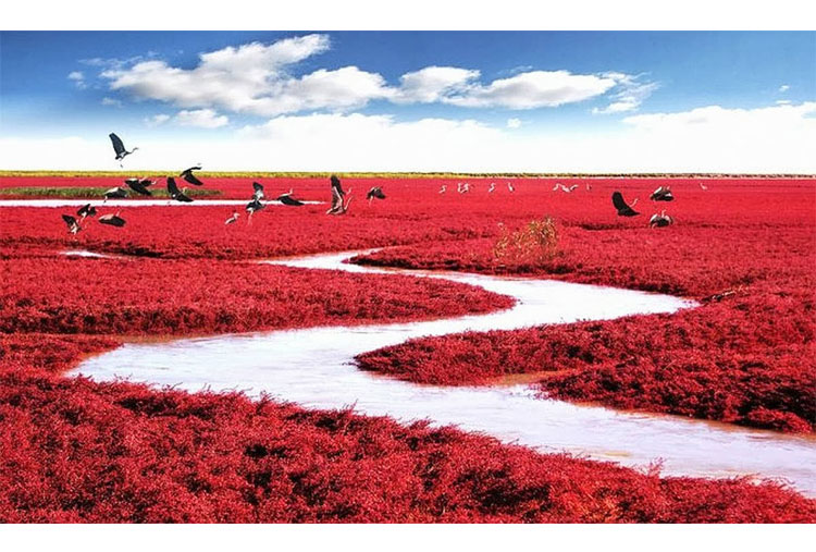 Playa roja, China