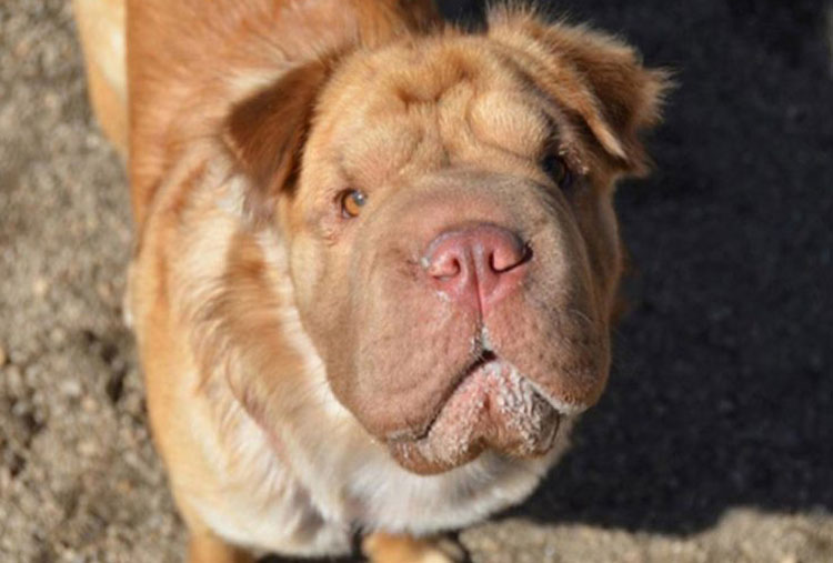 Shar-pei y Cocker Spaniel