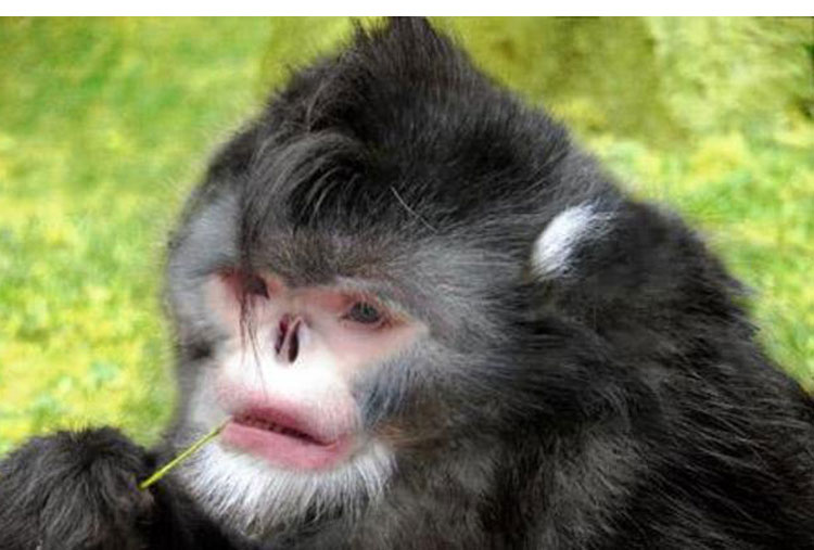Mono sin nariz de Myanmar