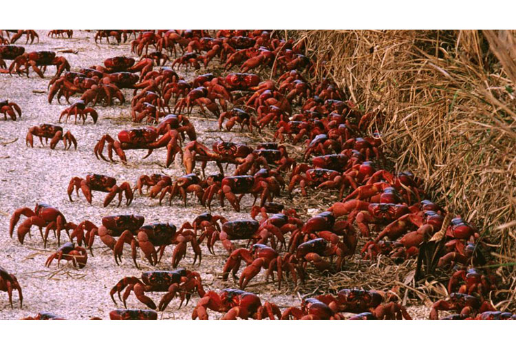 Migración de cangrejos rojos, Isla de Navidad