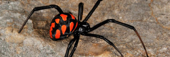 Las arañas más peligrosas y venenosas que existen