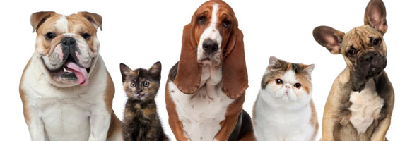 Las enfermedades más frecuentes en perros y gatos
