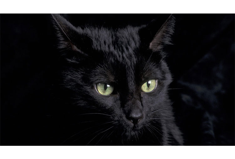 Un gato negro que camina hacia ti o que se cruza en tu camino