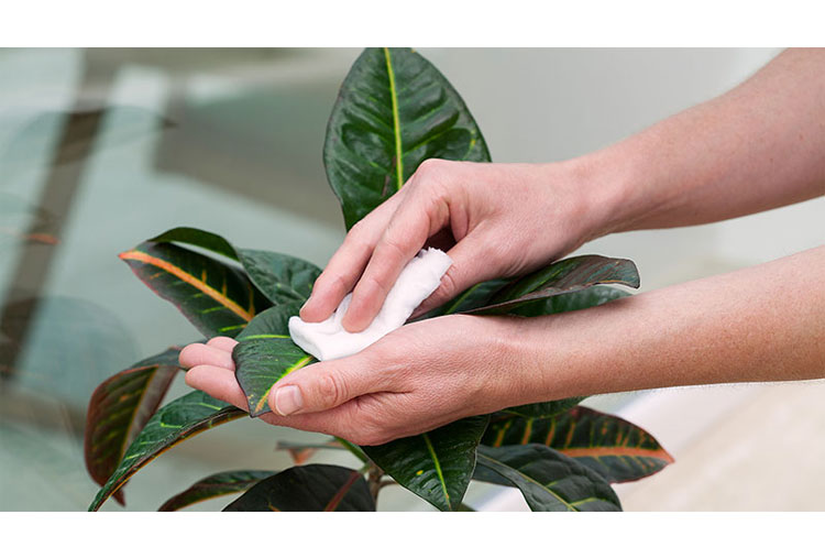 A las plantas también hay que limpiarlas