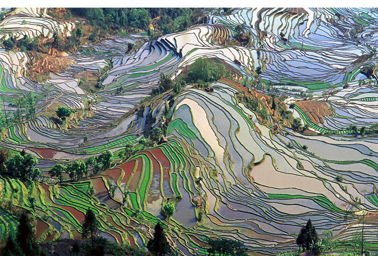 Las terrazas de arroz, condado de Yuanyang, China