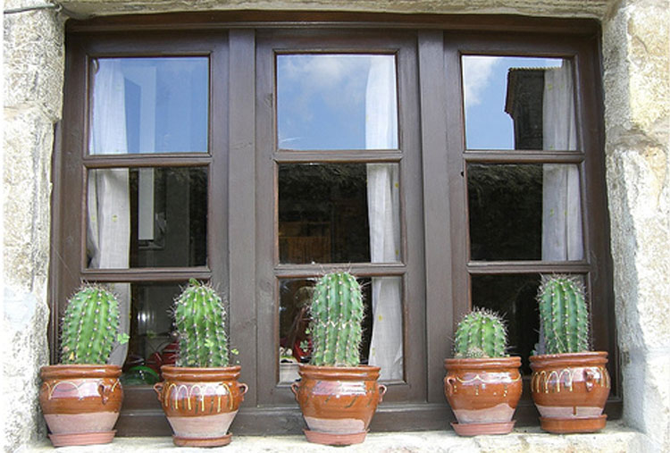 Poner cactus en las ventanas