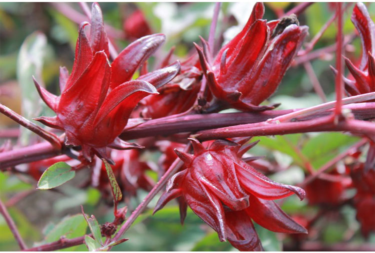 Flor de jamaica