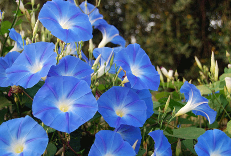 Es conocido que las flores crecen más rápido si la música suena a su alrededor