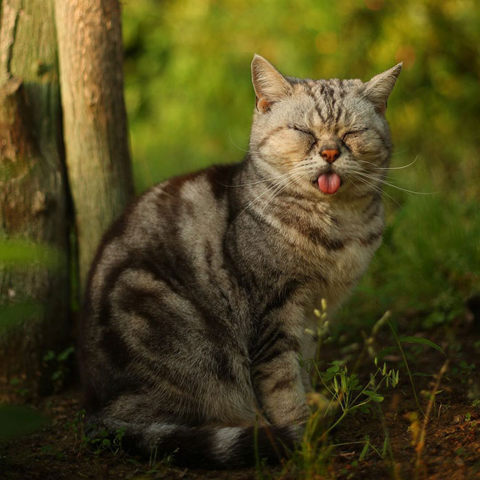 Sacando la lengua