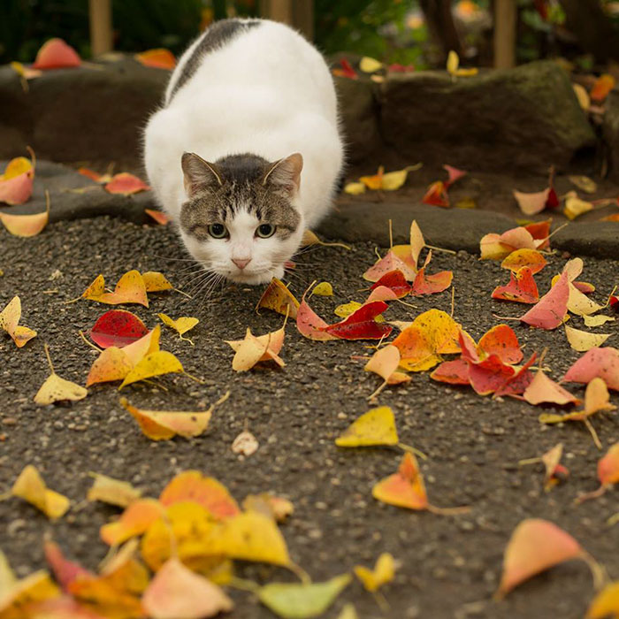 Otoño