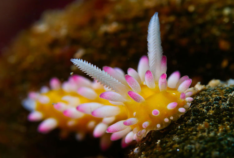 Cadlinella Ornatissima