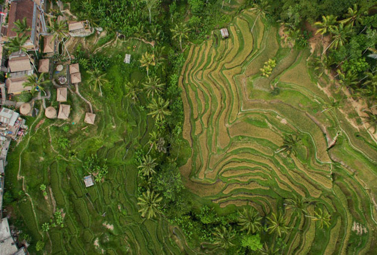 Terrazas de arroz Tegallalang