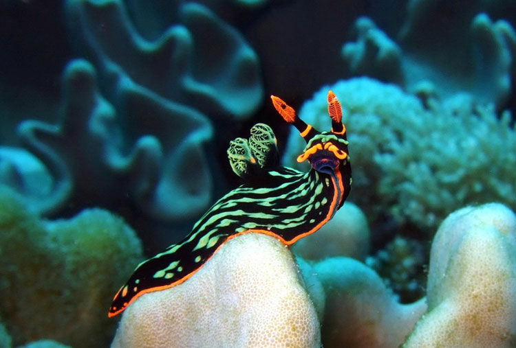 Nembrotha Kubaryana