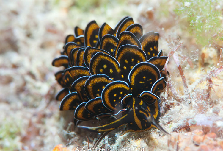 Cyerce Nigricans