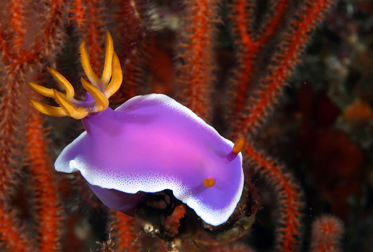 Hypselodoris Apolegma