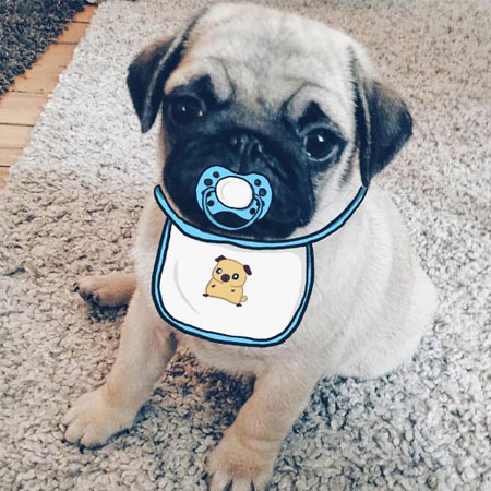 Mini Pug