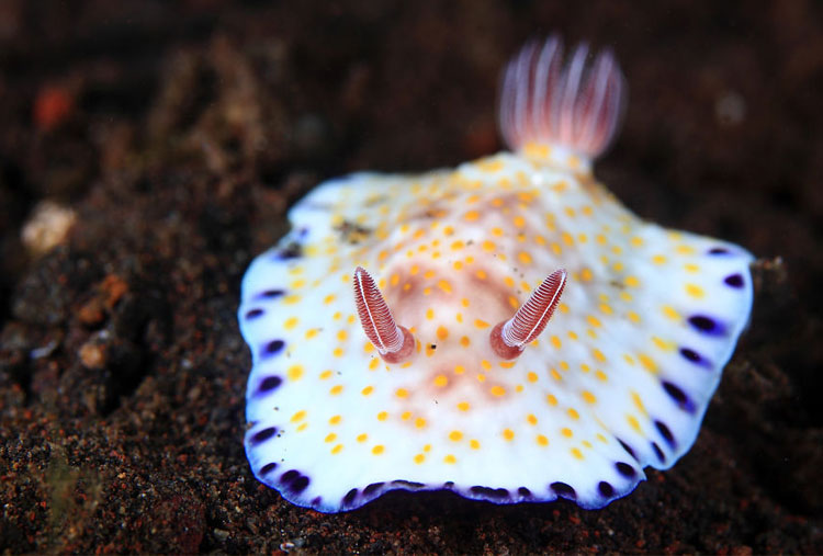 Chromodoris Alius